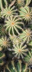 Vertical, overhead close-up of a cluster of small, round cacti with radial ribs and delicate, hairy spines, creating a dynamic nature pattern.