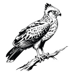 eagle on white background