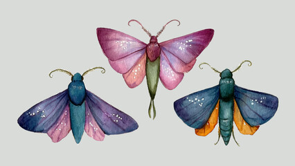 Watercolor Butterfly Collection Botanical Art Illustration Vector