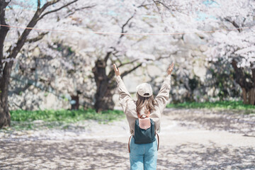 Woman tourist sightseeing Sakura Cherry blossom at Morioka Castle Ruins park in Spring, happy...