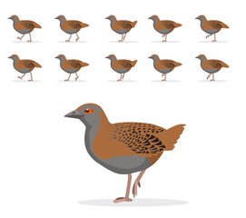 Weka Bird Animal Animation Sequence Walking Cartoon Vector