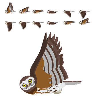 Morepork Ruru Owl Bird Flying Animation Sequence Cartoon Vector