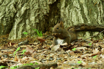 地面に下りて木の実を食べる子リス