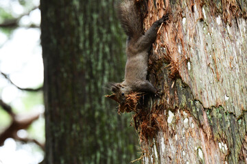 口いっぱいに巣材をくわえるエゾリス