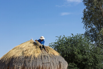 african village life, woman repairing roof with new thatched grass in the yard