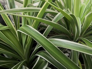 A close-up shot focusing on the dense, arching foliage of a variegated plant, likely a spider plant (Chlorophytum comosum). 