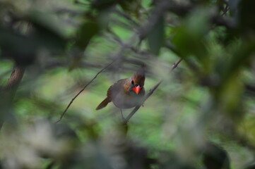 cardinal on a branch