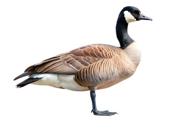 Canada Goose, standing profile view with detailed feathers and distinct black neck band, cutout, PNG, isolated on white or transparent background, AI
