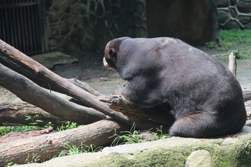 Large gorilla sitting on the ground near logs.