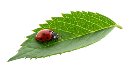 Red and black ladybug or ladybird beetle on a green leaf, a macro close-up shot showcasing the small insect in nature during spring or summer