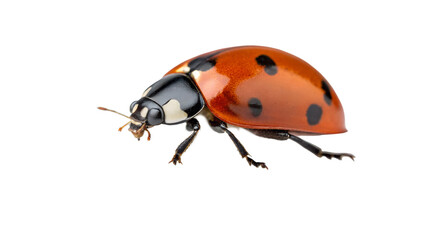 Red spotted ladybug or ladybird insect on a plain white background, seen in a close-up macro view, celebrating summer nature