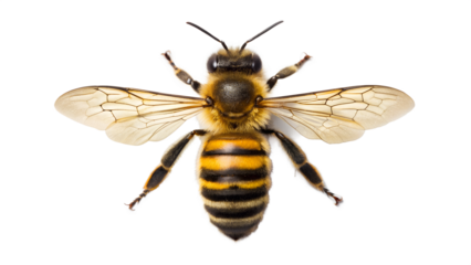 Macro photo of a yellow and black wasp insect with wings isolated on a white background