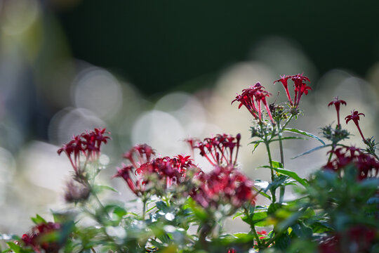 Red Star-Shaped Pentas Flowers Emerging from Deep Shadow