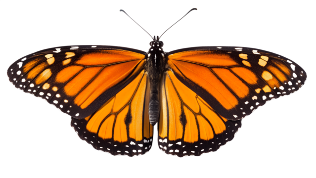 Orange Monarch butterfly with black wings close-up isolated on a white background
