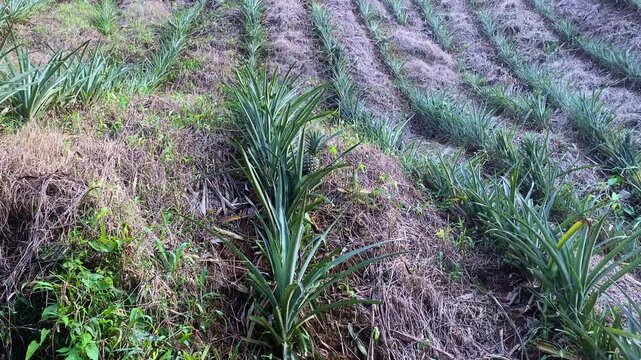 Pineapple Plantation Field In The Agricultural Ground In Bangladesh. Close-up, Tracking Shot