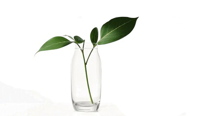 transparent glass vase with soft botanical leaf shadow, clean highlights, realistic reflection, minimal luxury aesthetic, isolated on transparent background, ultra high detail.
