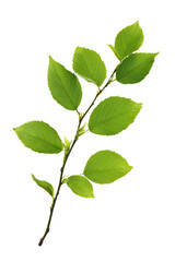 green leaves isolated on white