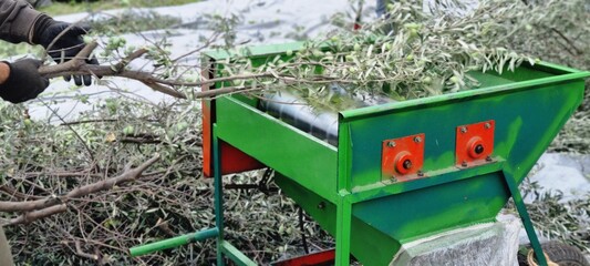 Olive Harvest Machine Separating Olives and Leaves – Modern Farm Process 