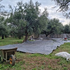 Large harvesting nets are spread under olive trees in a rural Mediterranean olive grove during the harvest season