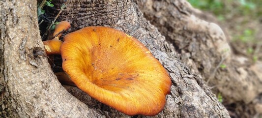 Close-up of a bright orange mushroom growing from the textured bark of an old tree in a natural outdoor environment