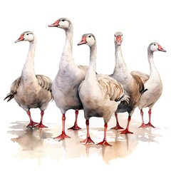 Obraz premium Five graceful geese standing together in a watercolor illustration
