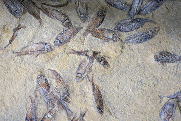 魚の化石　自然の造形