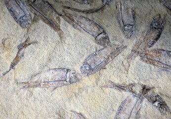 魚の化石　自然の造形