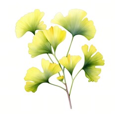 Ginkgo biloba leaves in yellow and green hues