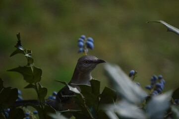 bird on a bush