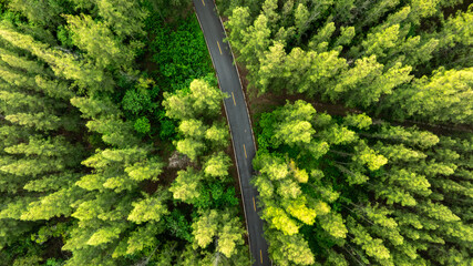 Aerial view of dark green forest road and white electric car Natural landscape and elevated roads Adventure travel and transportation and environmental protection concept	