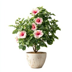 Pink and White Hibiscus Plant in Beige Pot