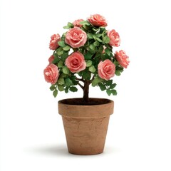 Pink Rose Bush in Terracotta Pot Against White Background