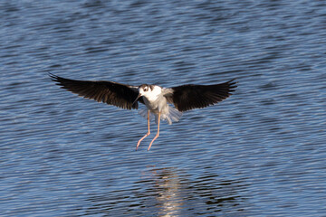 Black-necked stilt landing, seen in a North California marsh 