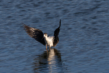 Black-necked stilt landing, seen in a North California marsh 