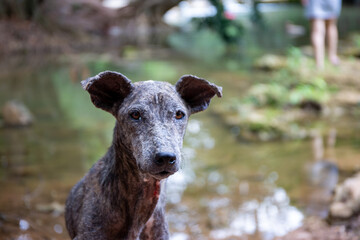 Dog by the water's edge: This heartwarming image captures a weathered dog standing at the water's edge, gazing out with a mix of curiosity and contentment.