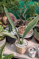 Single Sansevieria Bantel's Sensation Plant in a Decorative Pot with Pebbles