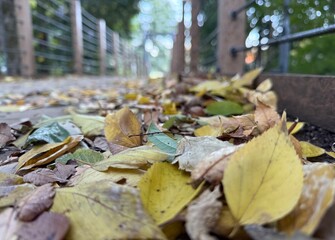 autumn leaves on the ground