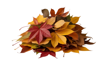 Autumn Leaves Falling With Grace