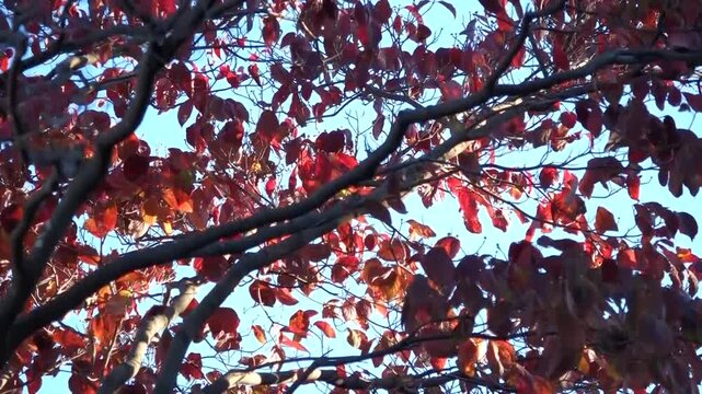 Beautiful Autumn Foliage - Red Maple Leaves Against Blue Sky
