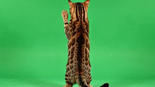 Funny dancing cat from back view on green screen background cute spotted feline moving paws perfect for meme remix animation and creative video editing