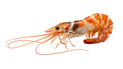 Shrimp Nutrition Facts You Need