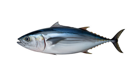 Fototapeta premium Tuna Fish Recipes For Dinner