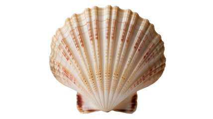 A single scallop beneath waves
