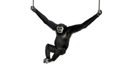 Black Gibbon Monkey Jumping Forest Adventure