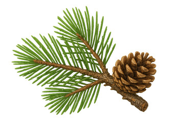 Fototapeta premium Pine cone and evergreen branch with needles, representing winter nature and christmas holiday season