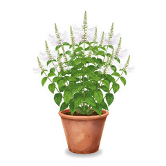 หญ้าหนวดแมว