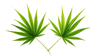 Two green, stylized leaves meet diagonally on a black background