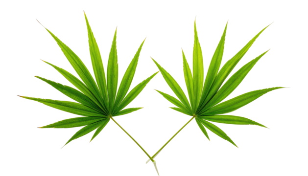 Two green, stylized leaves meet diagonally on a black background - Powered by Adobe