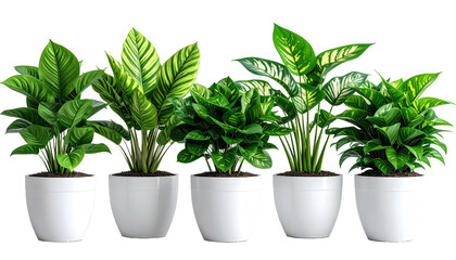 Five potted, leafy green plants in white pots, side by side