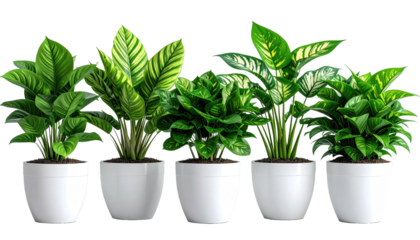 Five potted, leafy green plants in white pots, side by side